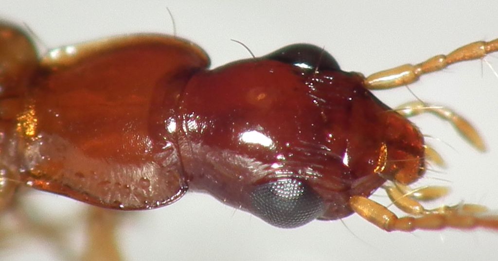 Carabidae: Paradromius linearis?